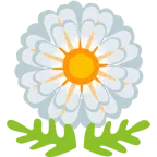 blossom + blossom