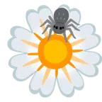 fiore + ragno