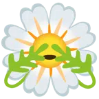fiore + non vedo
