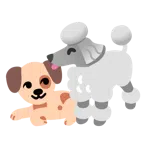 พุดเดิ้ล + หน้าสุนัข