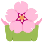 persona che scrolla le spalle + fiore di ciliegio