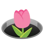 tulipano + buco
