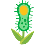 tulipano + microbo