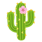 fiore di ciliegio + cactus