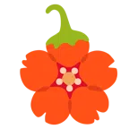 fiore di ciliegio + peperoncino