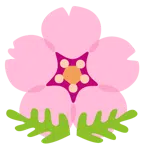 cherry blossom + cherry blossom