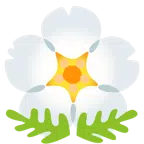 fiore di ciliegio + fiore