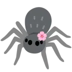 fiore di ciliegio + ragno