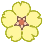 fiore di ciliegio + avocado