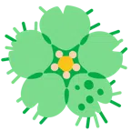 fiore di ciliegio + microbo