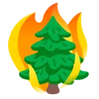 fuoco + albero sempreverde