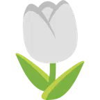 cuore bianco + tulipano