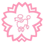 fiore bianco + barboncino