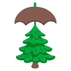 parasol + wiecznie zielone drzewo