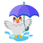 parasol + kura