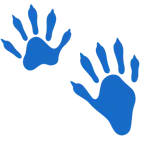 impronta di piedi + procione