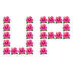 UP! button + hibiscus