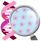 DNA + Kirschblüte