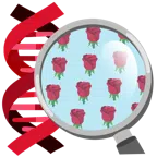 DNA + Rose