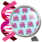 DNA + Hibiskus