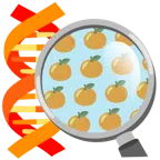 DNA + Mandarine