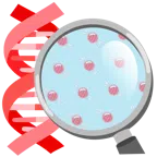 DNA + Bonbon