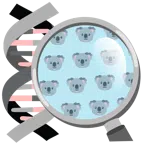 DNA + Koala